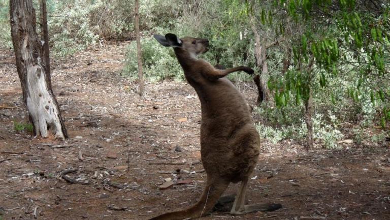 Kängurus in Wilpena